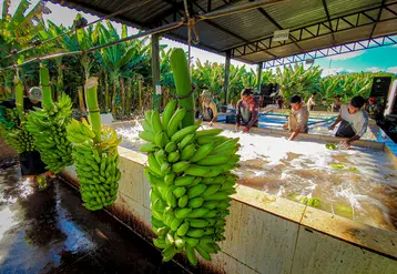 <em class="placeholder">bananes Brésil</em>