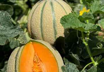 <em class="placeholder">variété de melon Revel 160 (Nunhems)</em>