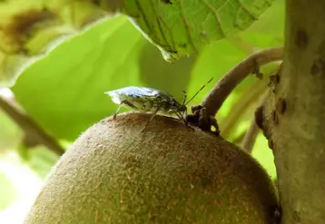 <em class="placeholder">punaise diabolique sur kiwi</em>