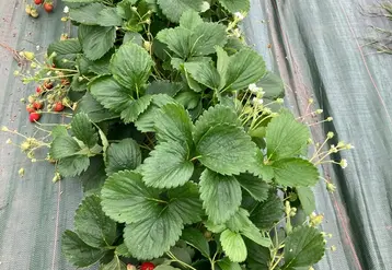 <em class="placeholder">Planter les fraisiers sur un seul rang par butte facilite la récolte en barquette ou en libre-cueillette .</em>