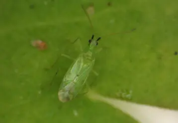 <em class="placeholder">auxiliaire Macrolophus</em>