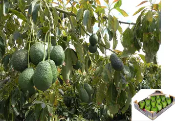 des avocats sur arbre, et dans le coin inférieur droit une cagette d'avocat