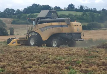 récolte de lentilles chez un producteur d'Euralis