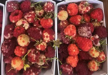 <em class="placeholder">symptômes acarien Eriophyes framboise</em>