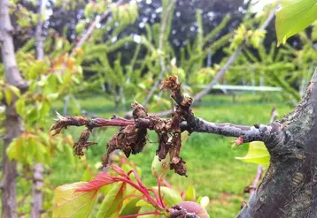 <em class="placeholder">Les projets Palvip (Centrex) et FAN de Bio (SudExpé et Centrex) conduits de 2017 à 2020 ont évalué des produits de biocontrôle à la floraison sur abricot et avant ...</em>
