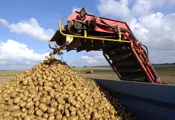 Récolte de pomme de terre