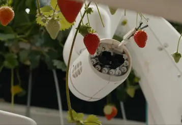 Robot cueilleur de fraises de Dogtooth Technologies dans la mega serre de fraises de Dyson Farming..