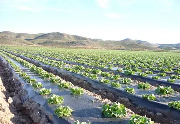 <em class="placeholder">culture salade plein champ sur paillage</em>