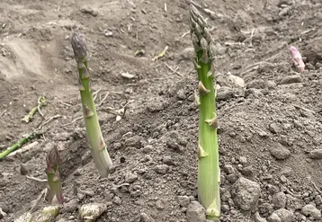 Deux turions d'asperge verte