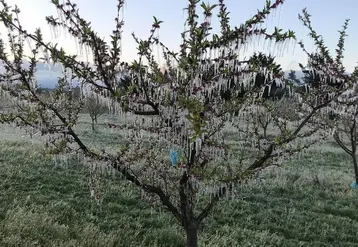 fruitier sous gel après aspersion