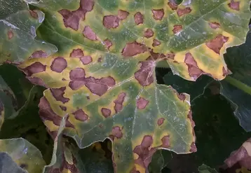 <em class="placeholder">mildiou melon</em>