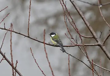 <em class="placeholder">mésange charbonnière</em>