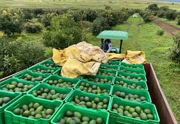 camion de récolte d'avocat remplis de caisse d'avocat dans un champ d'avocatier