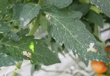 <em class="placeholder">dégâts Tuta absoluta sur tomate</em>