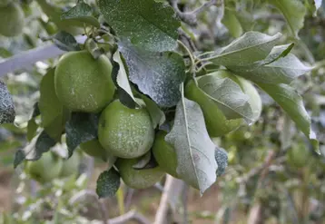 <em class="placeholder">argile pomme</em>