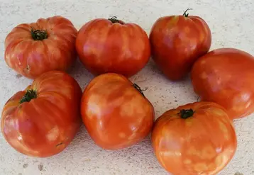 <em class="placeholder">Les dégâts en production sont restreints aux fruits et se caractérisent par de fortes décolorations et des déformations les rendant non commercialisables.</em>