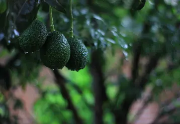 trois avocats sur branche d'avocatier