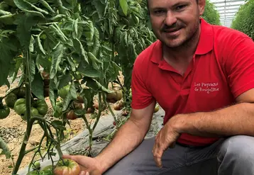 Frédéric Marchesin, producteur de tomates Label Rouge pour les Paysans de Rougeline montrant une tomate dans sa serre.