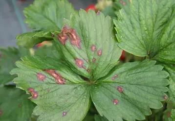 Sur les feuilles et les pétioles, Pestalotiopsis longisetula provoque de petites taches nécrotiques.