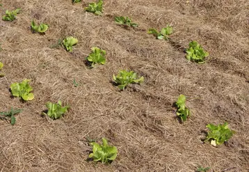 Plantation de salades sous couvert