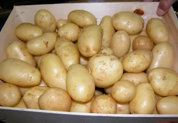 colis de pommes de terre de primeur
