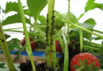 <em class="placeholder">L’Aprel travaille sur deux approches contre les pucerons : des produits de biocontrôle et des auxiliaires de culture.</em>