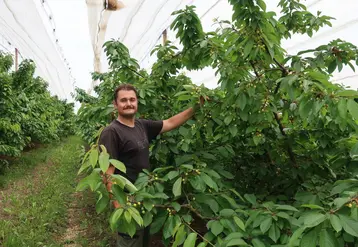 <em class="placeholder">Dimitri Piraud, producteur de cerises dans le Rhône, a installé des vergers 100 % sous couverture intégrale.</em>