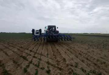 bineuse sur une parcelle de haricots pour l'industrie. hauts-de-france. visite de presse Unilet