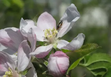 <em class="placeholder">Hoplocampe sur fleur de pommier</em>