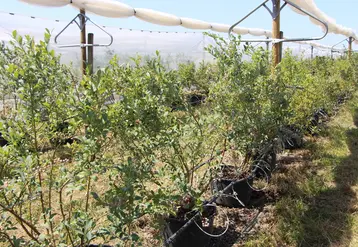 <em class="placeholder">Plant de myrtilliers pour des essais au centre CTIFL </em>
