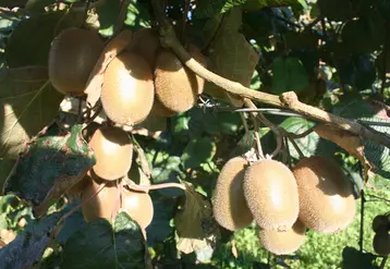 <em class="placeholder">Des kiwis verts dans un verger Zespri en France. </em>