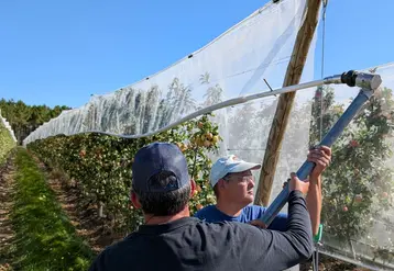 <em class="placeholder">Relevage des filets anti-insectes dans le verger piéton de pommes Beauvallon de Pomanjou à Seiches-sur-le-Loir (Maine-et-Loire).</em>