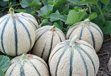 <em class="placeholder">Des melons charentais jaunes, entiers, posés dans un champ. </em>