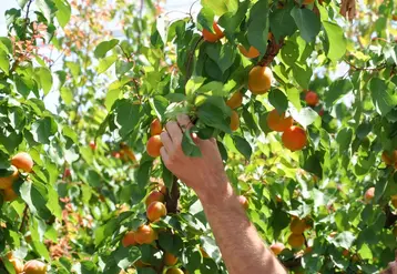 <em class="placeholder">Cueillette d&#039;abricots</em>