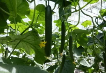 <em class="placeholder">Culture de concombre dans une serre. </em>