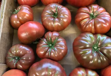 <em class="placeholder">46,5 % des foyers ont acheté au moins une fois des tomates côtelées sur un an, au 13 juillet 2025.</em>