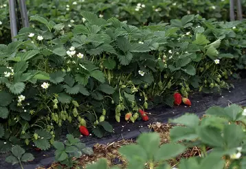 <em class="placeholder">Fraises gariguettes en train de pousser. </em>