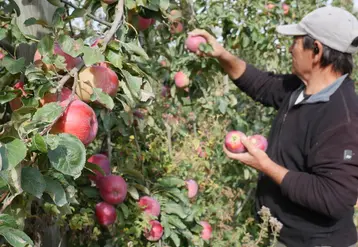 <em class="placeholder">Un homme cueille des pommes biologique Juliet dans un verger. </em>