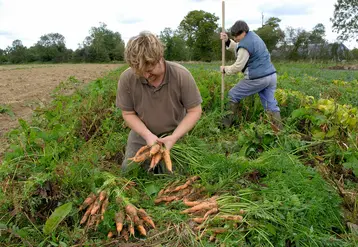 <em class="placeholder">Cueillette de carottes bio et confection de bottes, dans un champ dans le Calvados, en France. </em>