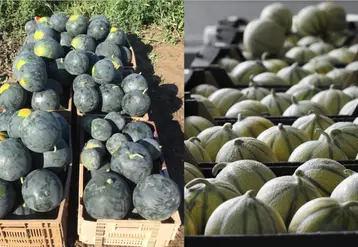 <em class="placeholder">Récolte de pastèques et de melons.</em>