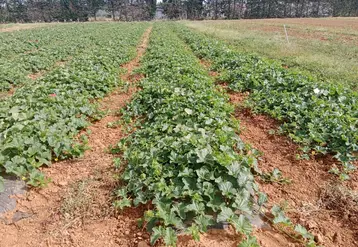 <em class="placeholder">Une parcelle de melon. </em>