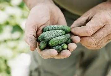<em class="placeholder">Une main tenant des cornichons. </em>