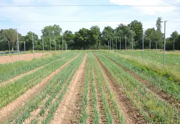 <em class="placeholder">Un champ d'oignons en train de pousser, à Brindas dans le Rhône en France.</em>
