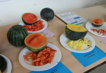 Test de variétés de pastèques.
