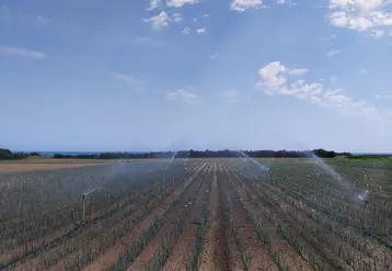 <em class="placeholder">Irrigation par aspersion d'un champ de poireaux.</em>