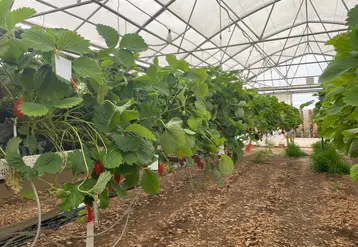 <em class="placeholder">Test de qualité de pulvérisation dans une serre de fraise hors sol.</em>