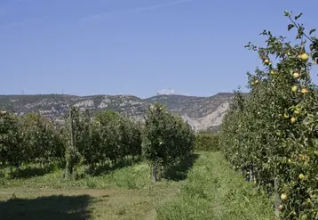 <em class="placeholder">Un verger de pommiers, variété Chantecler. </em>