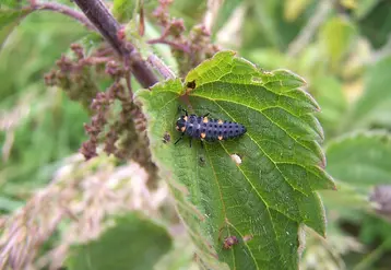<em class="placeholder">Larve, nymphe de coccinelle posée sur des plantes sauvages en bordure de parcelle cultivée . Prédateurs naturels d'insectes ravageurs des cultures, en particulier les ...</em>