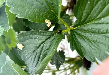 <em class="placeholder">Lâchers de coccinelle en culture de fraise hors sol en Haute-Vienne pour lutter contre le puceron Myzus persicae</em>