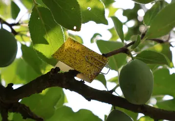 <em class="placeholder">Un papier hydro-sensible dans un verger, pour optimiser les réglages des pulvérisateurs. </em>